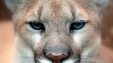 Cougar stalks hiker on Angels Rest Trail in Columbia River Gorge; trails closed