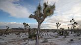 2023 winter solstice is here: What to know about the official first day of winter in desert
