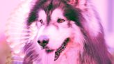 Dog DNA Company Insists Human DNA Is Actually Alaskan Malamute