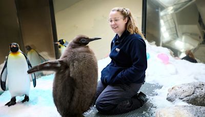 Pesto the baby penguin is already taller than his parents. Now he’s a social media star