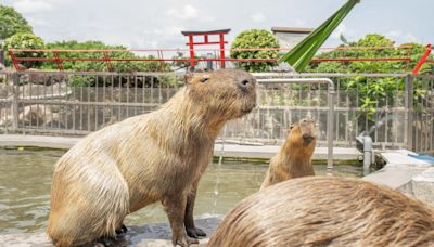 為暑假囤券！宜蘭綠舞線上旅展下殺41折 加碼浴衣、和菓子體驗