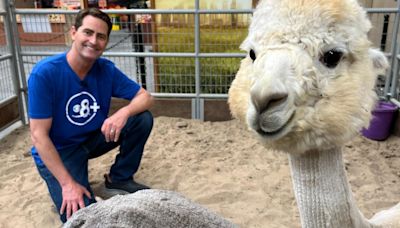 Alpacas are a show stopper at the San Diego County Fair