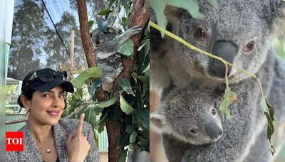 Priyanka Chopra shares picture with a cute koala; Interesting facts about the adorable creature | - Times of India