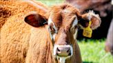 美國乳牛爆H5N1疫情 台灣國產乳品檢測均陰性
