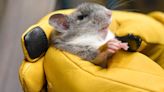 Pennsylvania joins multi-state coalition to repopulate Allegheny woodrat