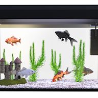 A type of aquarium that houses freshwater fish and plants. Requires a filter, heater, and regular water changes. Popular fish species include guppies, tetras, and cichlids.