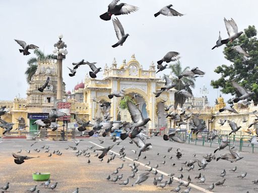 Identify dedicated place to feed pigeons - Star of Mysore