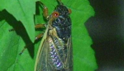 Parts of Maryland to see one of the cicada broods coming this year