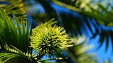 La maravillosa supervivencia de los wollemis australianos