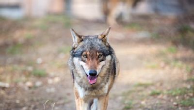 Un loup mortellement blessé par un "tir autorisé" en Aveyron, les autorités recherchent sa dépouille