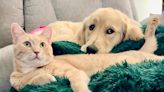 Golden Retriever Makes Cat 'Fall in Love' Again After Loss of Family Dog: 'She Healed' Him (Exclusive)