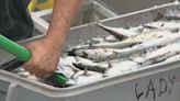 Canada opens personal-use mackerel bait fishery, extends commercial moratorium