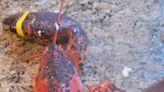 More cases of lobster shell disease seen in Gulf of Maine: Warming waters to blame?