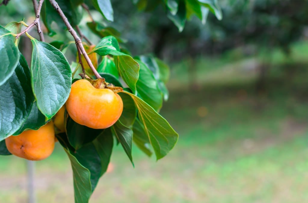 Why a bountiful fruit tree in your garden is a delight until it isn’t