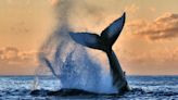Por qué las ballenas jorobadas se trasformaron en claves para nuestro ecosistema