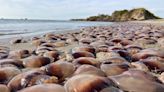 Thousands of cannonball jellyfish wash ashore after swarming North Carolina’s Outer Banks