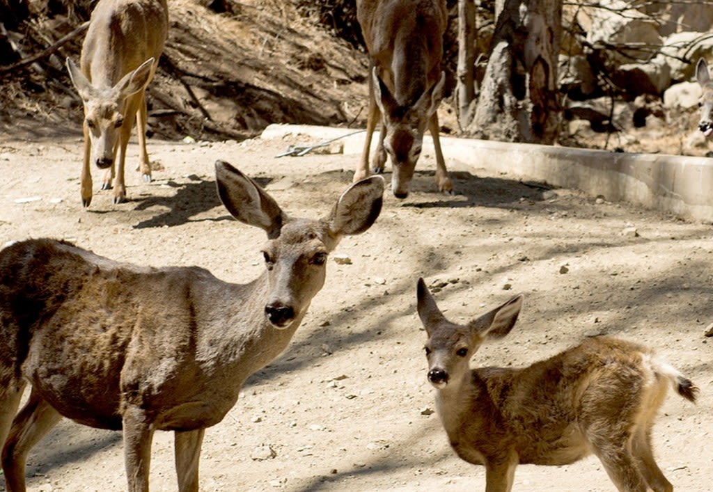 Plans to use sharpshooters from copters to kill Catalina Island deer are dropped