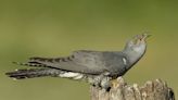 The Cuckoo Is Remarkably Evolving to Outsmart Its Host Species