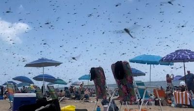 Biblical plague of the flying insects swarms Rhode Island beach