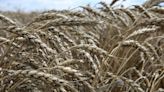 El CIC baja previsión mundial para producción de trigo por el mar Negro y la de maíz por Argentina