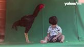 巴西培育「巨型公雞」身高116公分直逼2歲男童