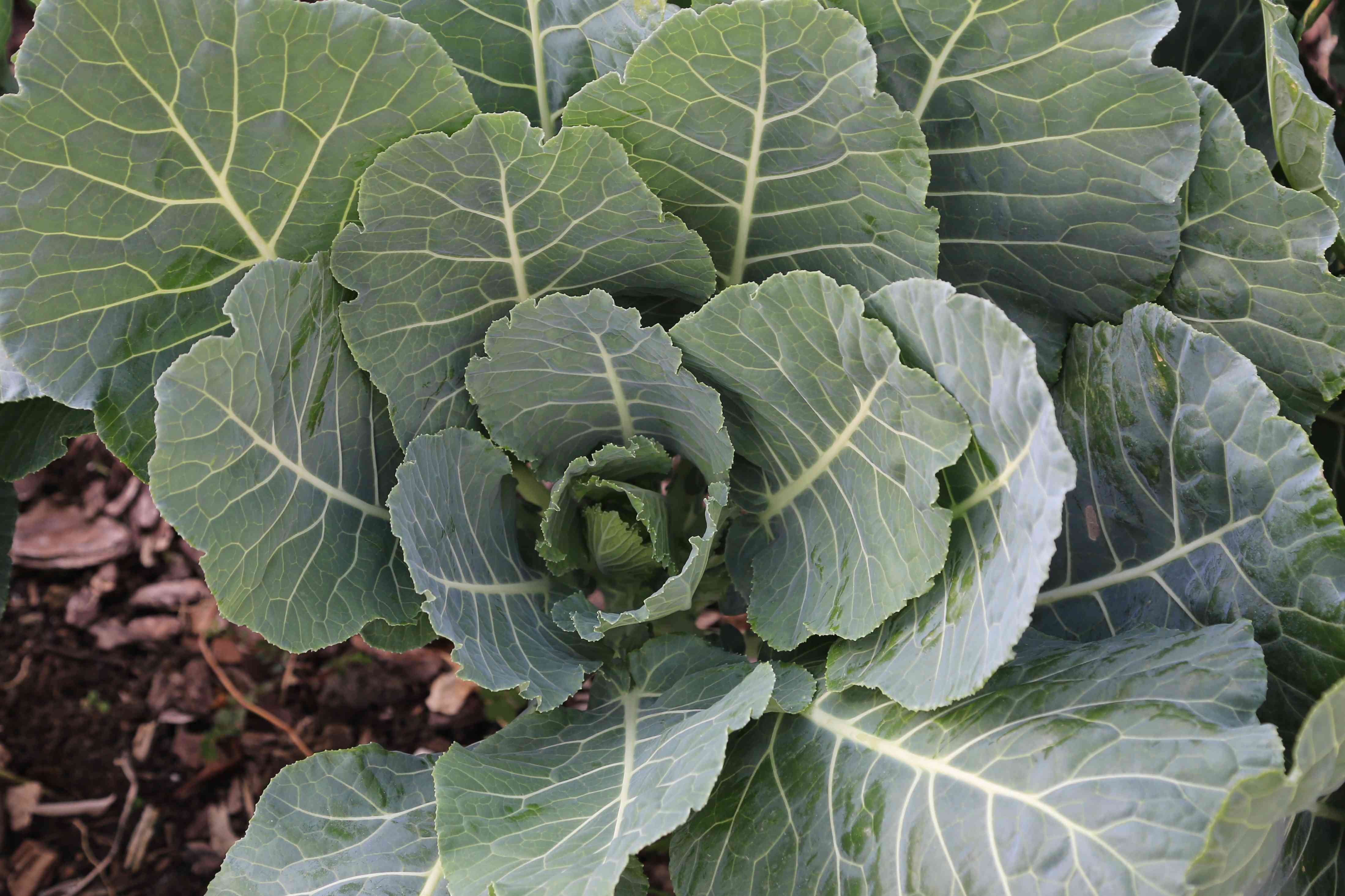 15 Vegetables That Will Grow In The Shade
