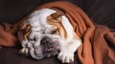 Typical Day in the Life of Pampered English Bulldog Immediately Goes Viral