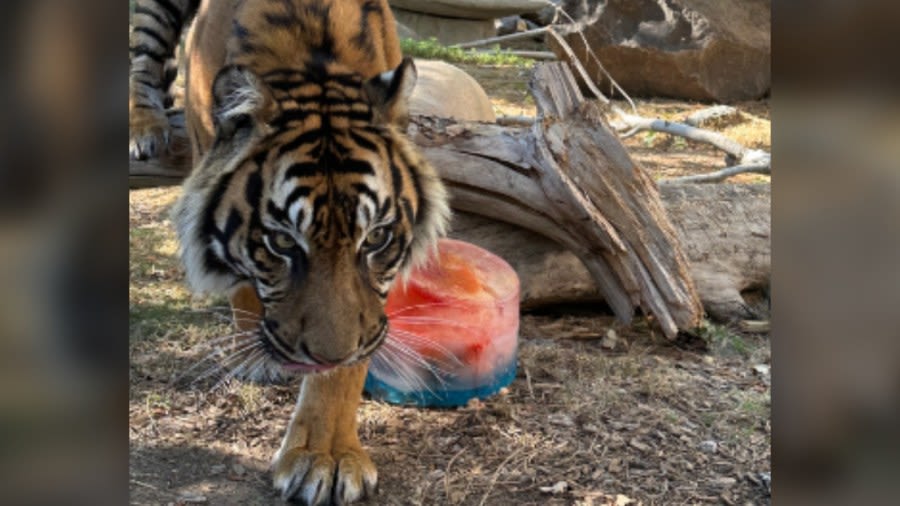 Denver Zoo uses ‘bloodsicles,’ other odd methods to cool animals amid summer heat