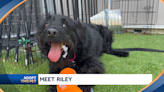 Riley is great with kids. She is fun loving and playful around them