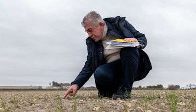 El consejero de Agricultura aragonés dice que Europa está "mariconeando" con la competencia del porcino china