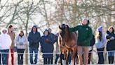 Share in Zarak sells to Broadhurst Agency and Haras Voltaire for €740,000 on Arqana Online