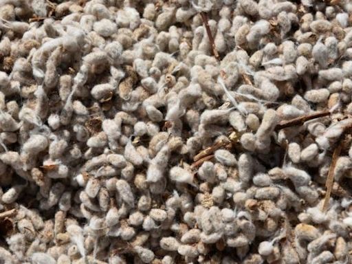 Cotton Dropped As Sluggish Mill Demand Is Still Concerns Amid Muted Yarn Demand.