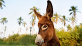 20 Funny & Unique Names Perfect for Pet Donkeys