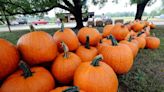 Looking for fun activities this fall? Visit these 10 pumpkin patches around Charlotte