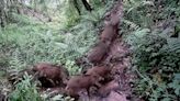 Familia numerosa de jabalíes en Valdesoto: el vídeo que captó el tránsito de más de una decena de crías en el bosque de Castiello