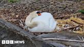 Sunderland Marina slipway closed for nesting swans