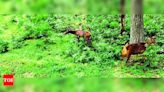 Six sambar deer released into reserve forest | Coimbatore News - Times of India