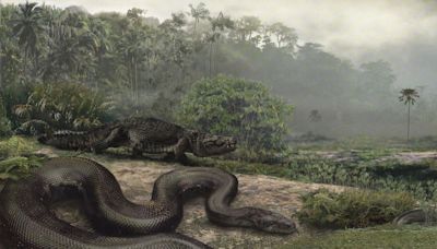 Extinct snake discovered in India is the largest ever recorded