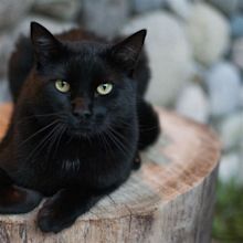 Black Cat Breeds Fluffy - Cat Meme Stock Pictures and Photos