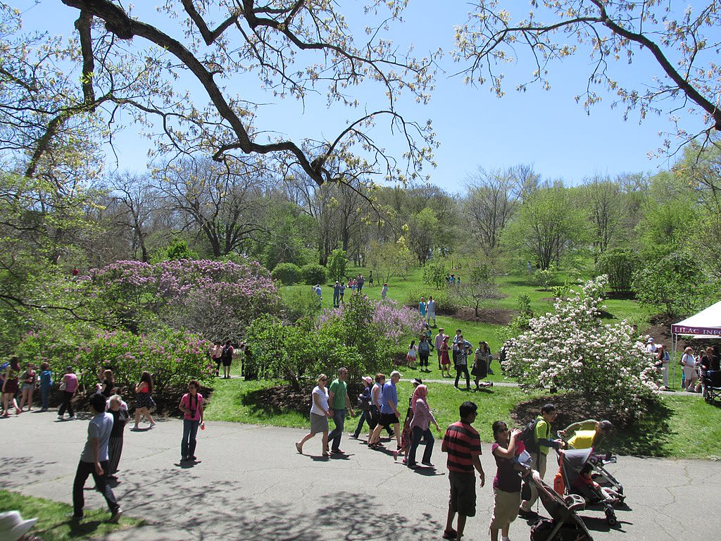 Ask Dave Epstein: When will lilacs bloom in Boston?