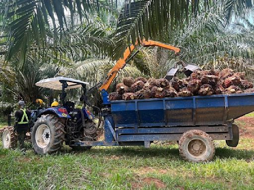 Malaysia must quickly find ways to generate income through oil palm waste