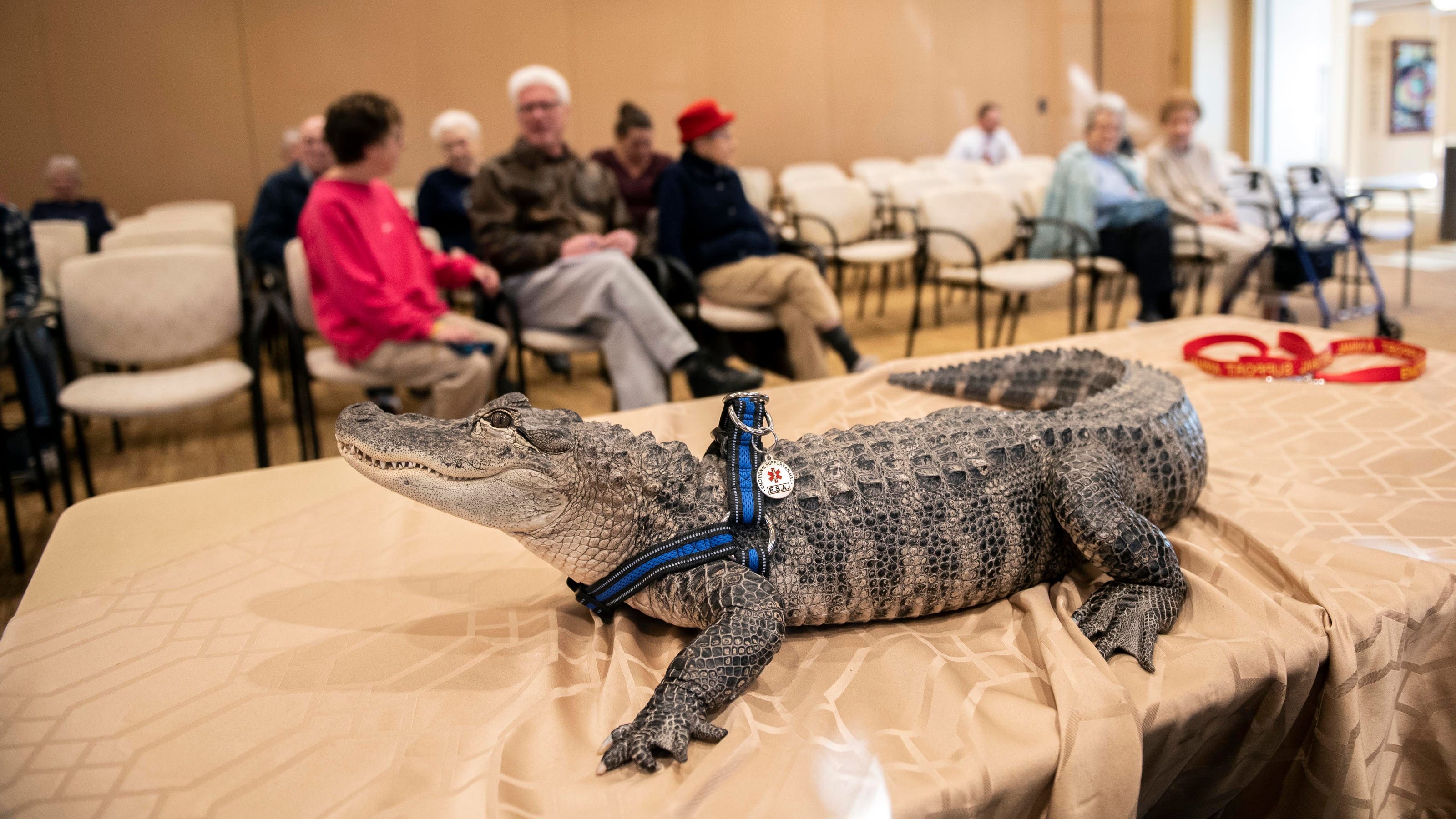 'Dad' of Wally, the missing emotional support alligator, makes tearful plea for his return