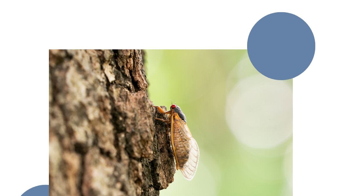 How to protect trees from cicadas