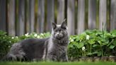 Maine Coon Cat Is So Tall He Rivals a Human Child