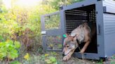 Remote Lake Superior island wolf numbers are stable but moose population declining, researchers say