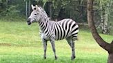 Missing zebra captured after 6 days on the run in Washington state