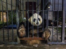 Ciência e arte: Observatório de Greenwich premia as fotos do universo mais impressionantes do ano