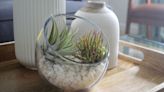 Yes, You Do Need to Water Air Plants—Here's How