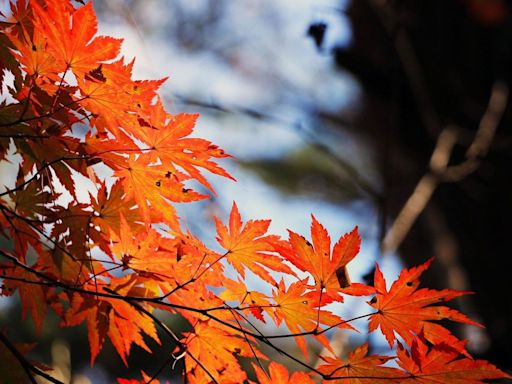 秋分周日到！「秋分意思、禁忌、開運、拜拜」一次看 這星座最旺