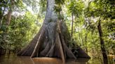 These tall, rough-looking trees could change your closet forever